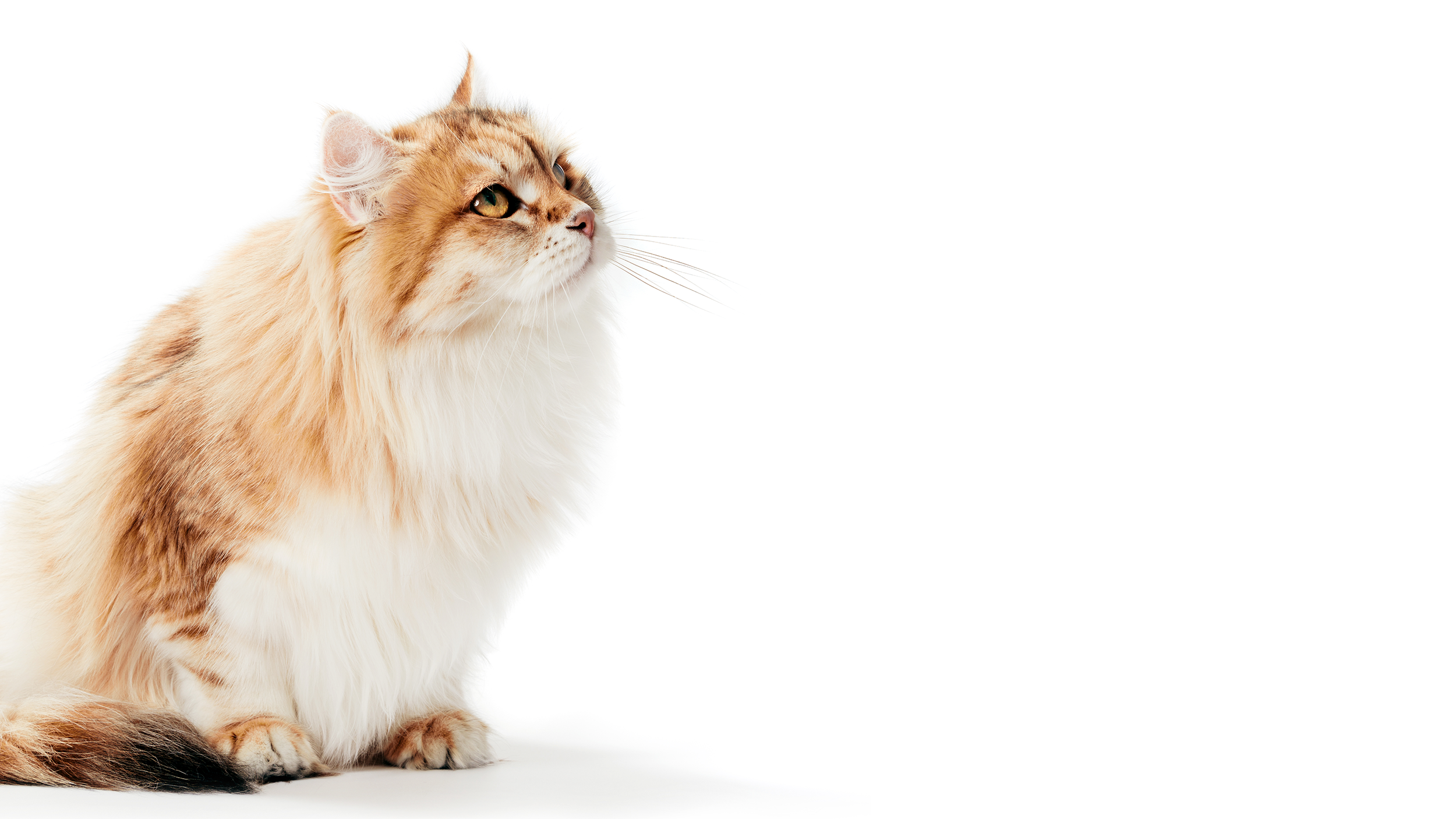Marzanna Siberians