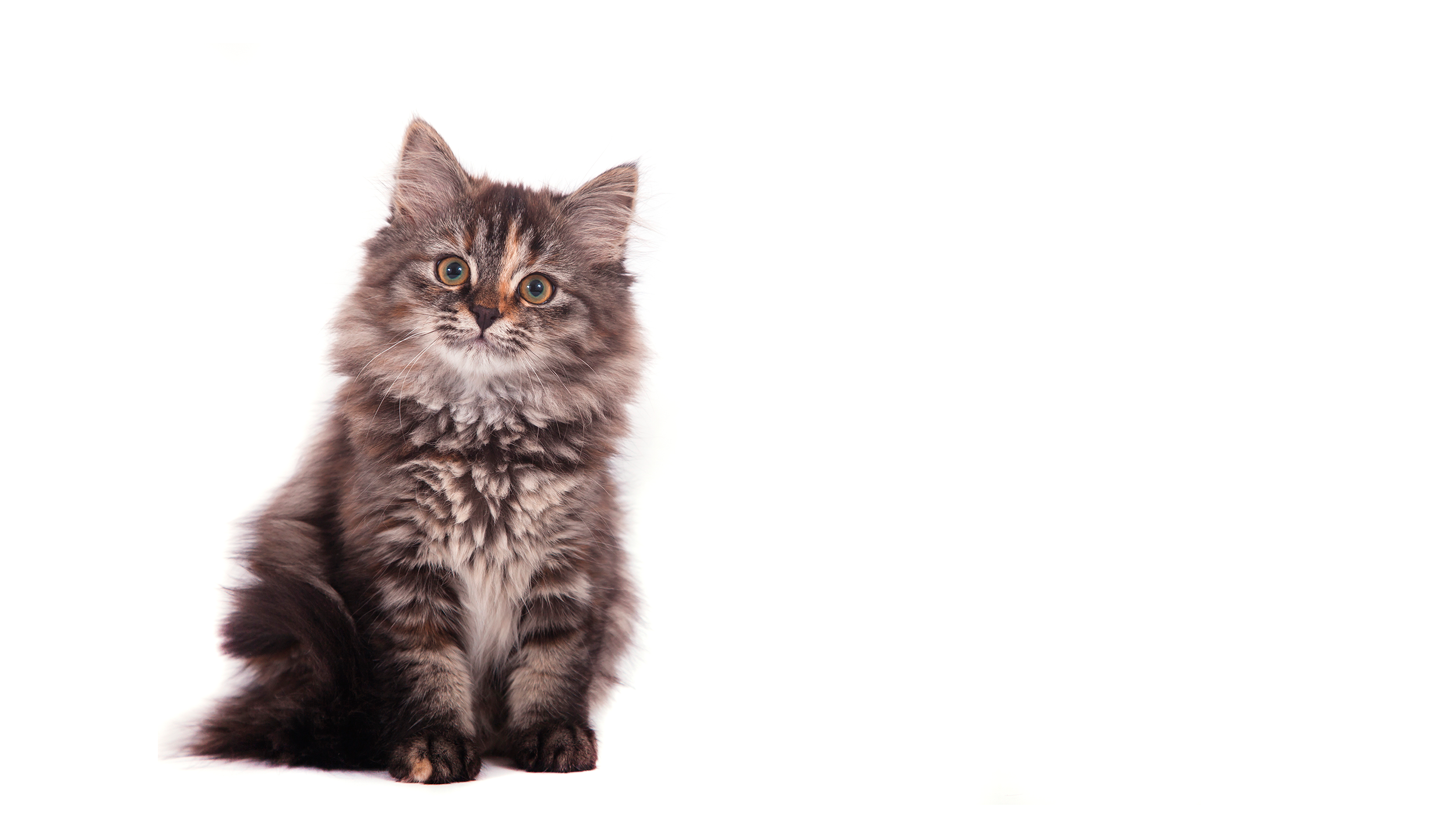 Marzanna Siberians kittens
