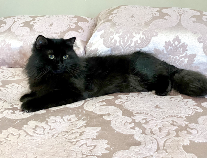 Zhivago Aniyah of Marzanna