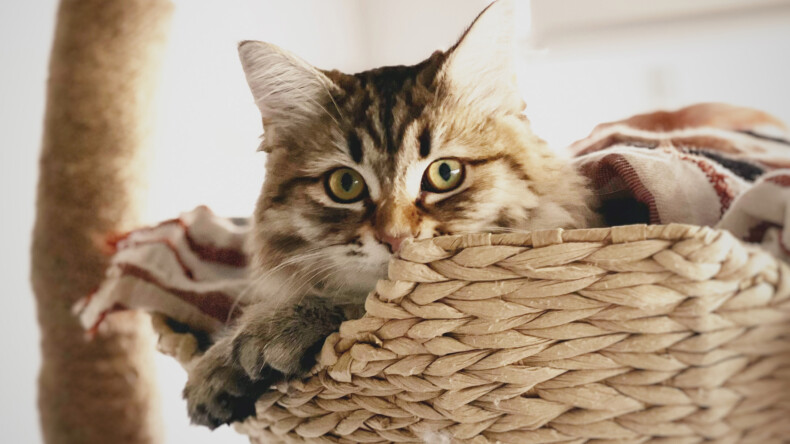 Common household dangers you need to know about