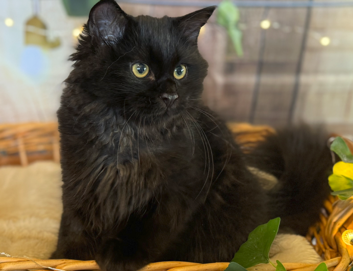 Marzanna Sir Toothless