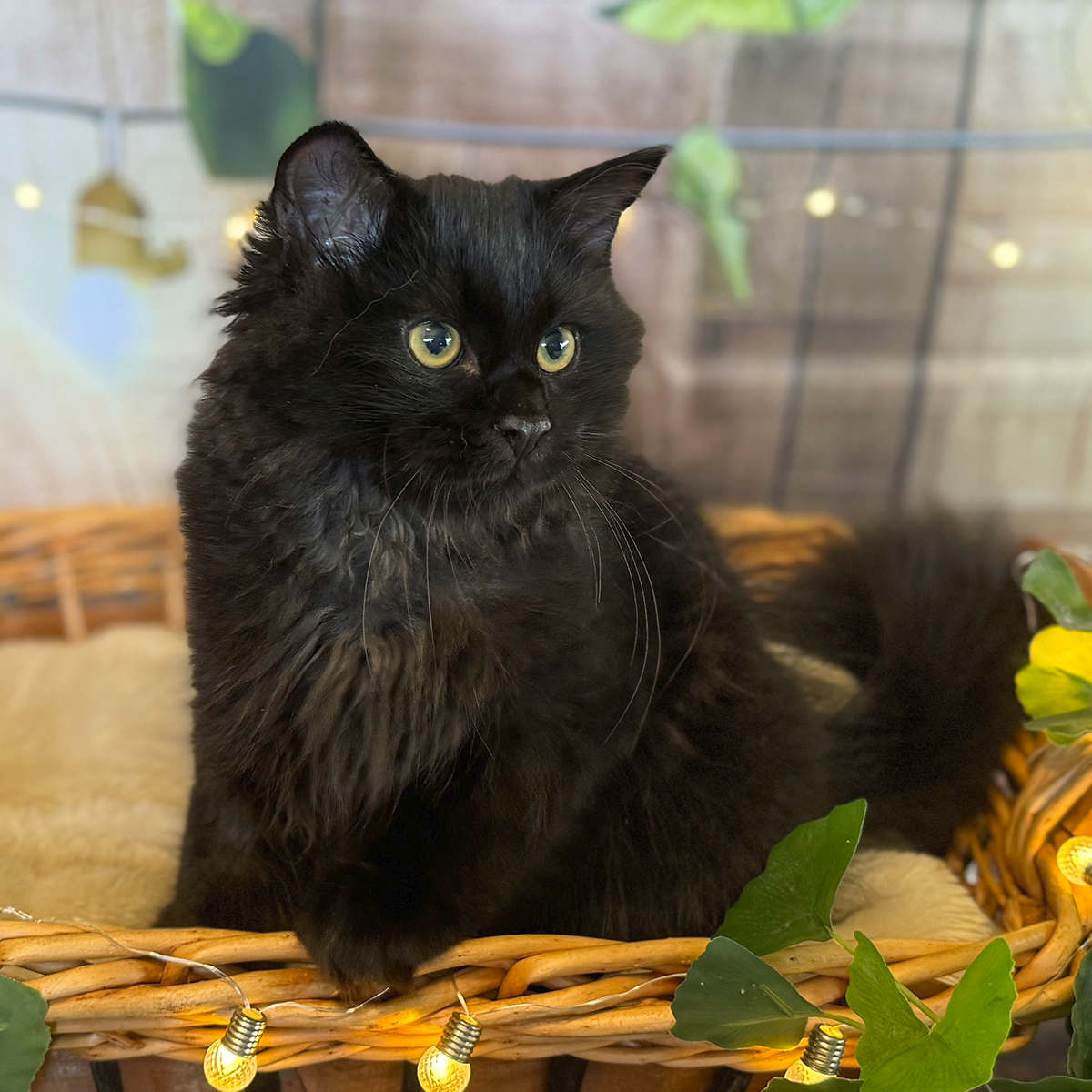 Marzanna Sir Toothless