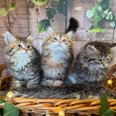 Marzanna Siberian Kittens