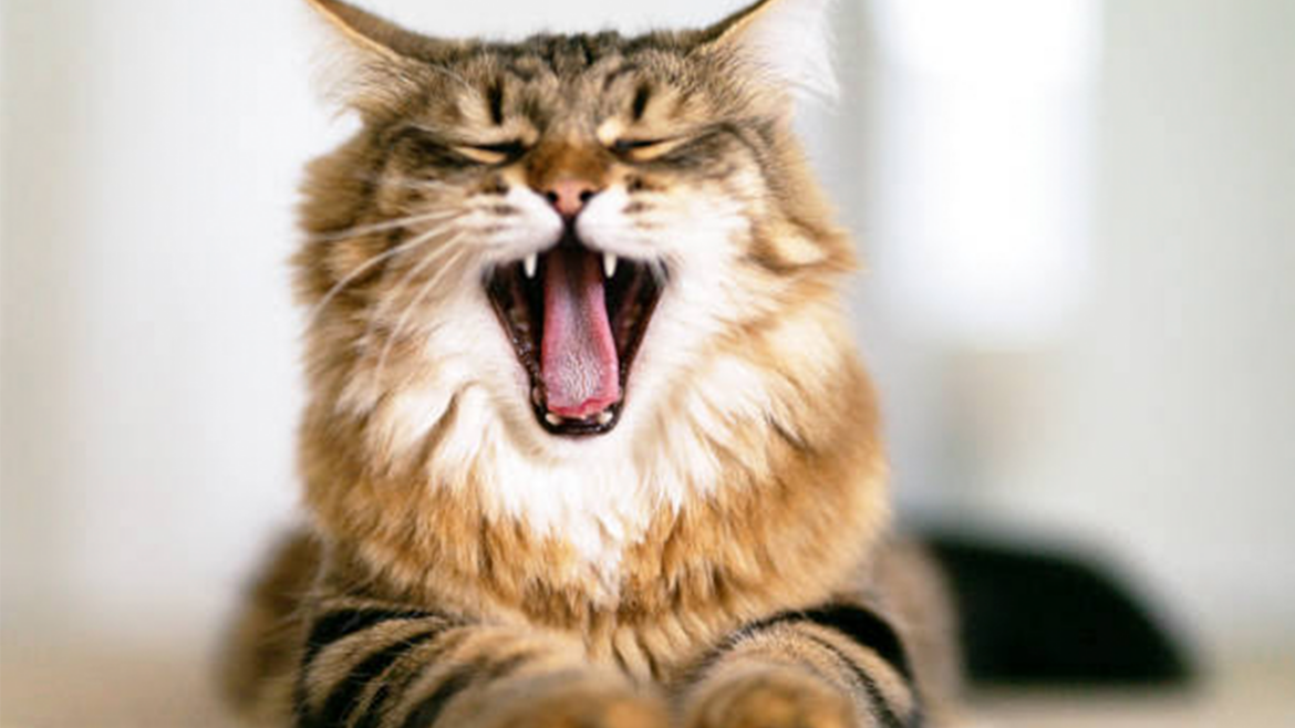 Is raw food healthy for my kitten?