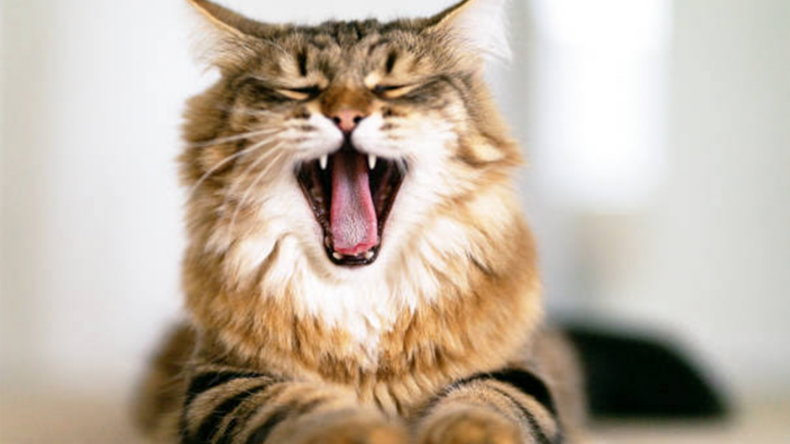 Is raw food healthy for my kitten?