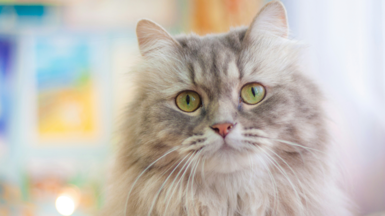 Busting Myths: Hypoallergenic cat breeds