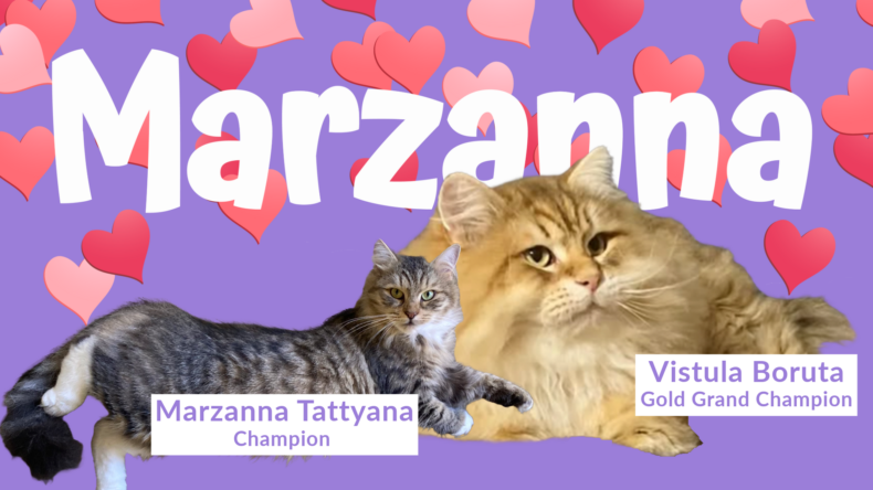 Siberian kittens: Ready for loving homes!