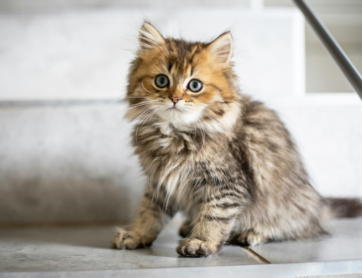 Kitty administration