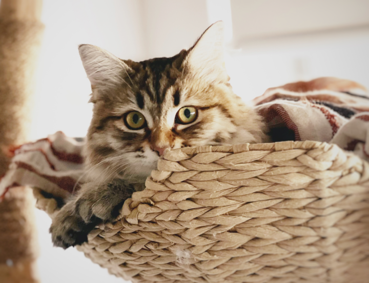 Preparing your home