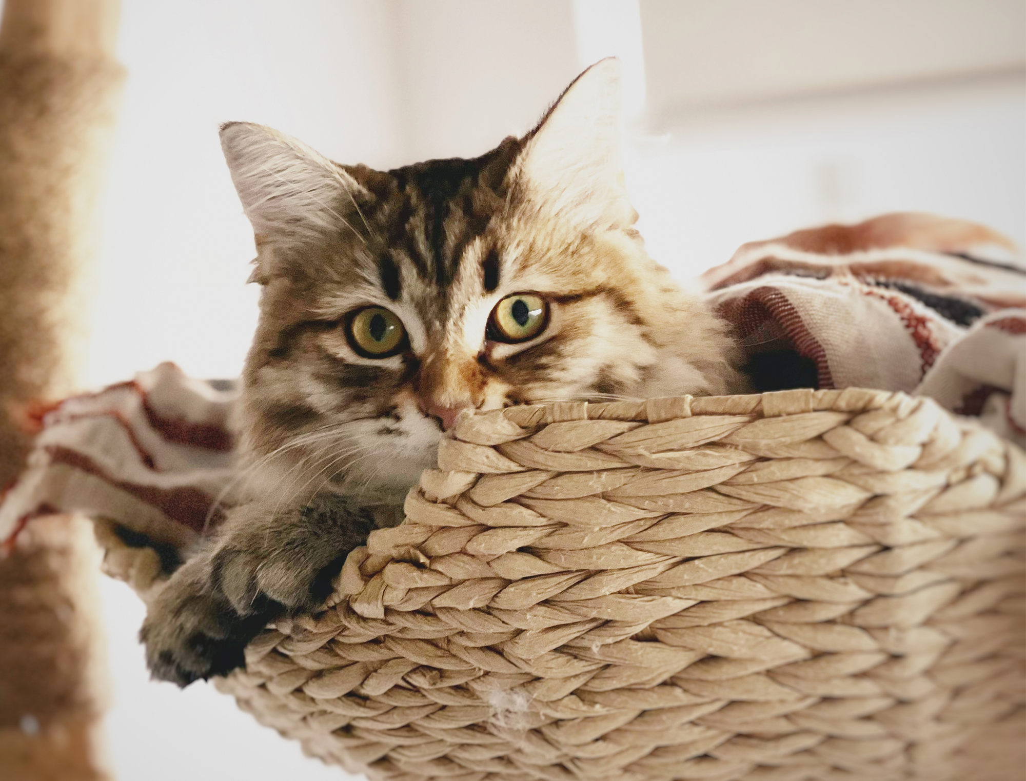 Preparing your home